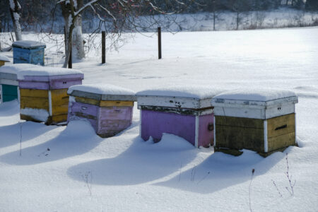 Honeybee Hives: Wintering Bees Image
